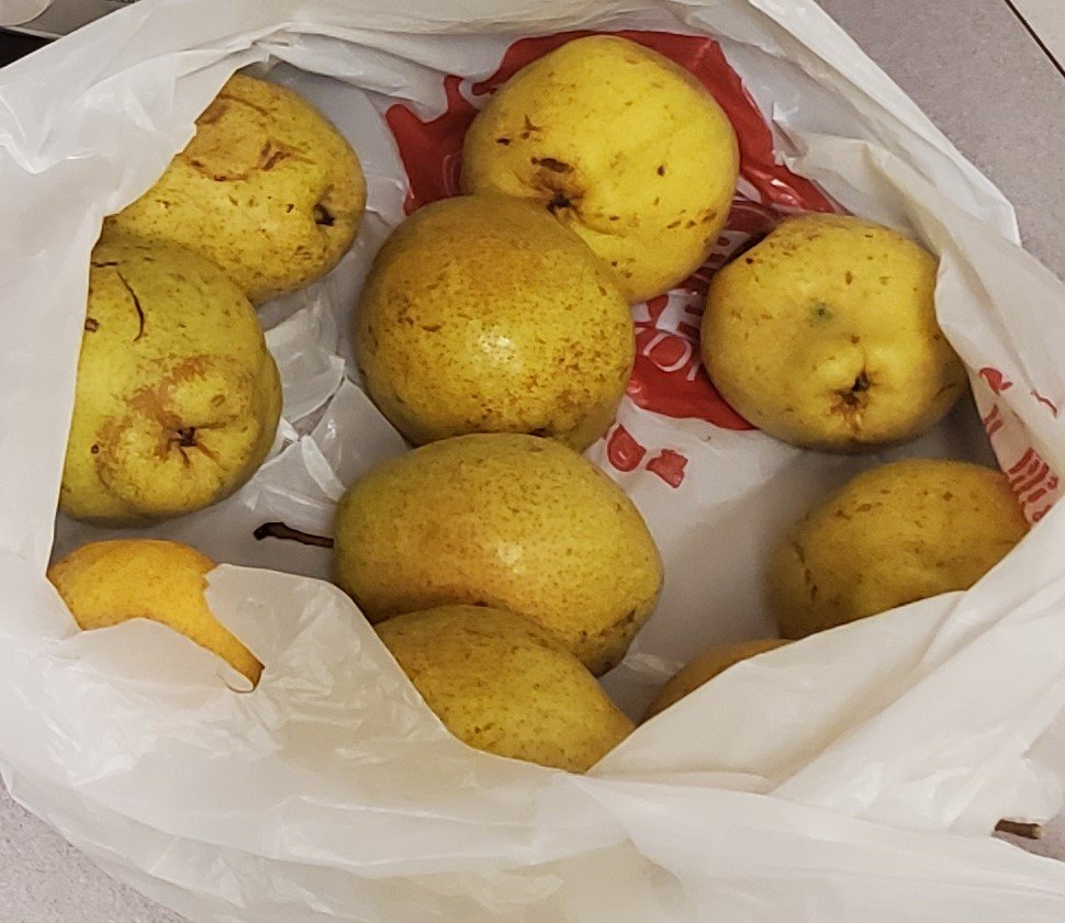 how-to-can-pears-low-sugar-canning-success-myquirkyfriend