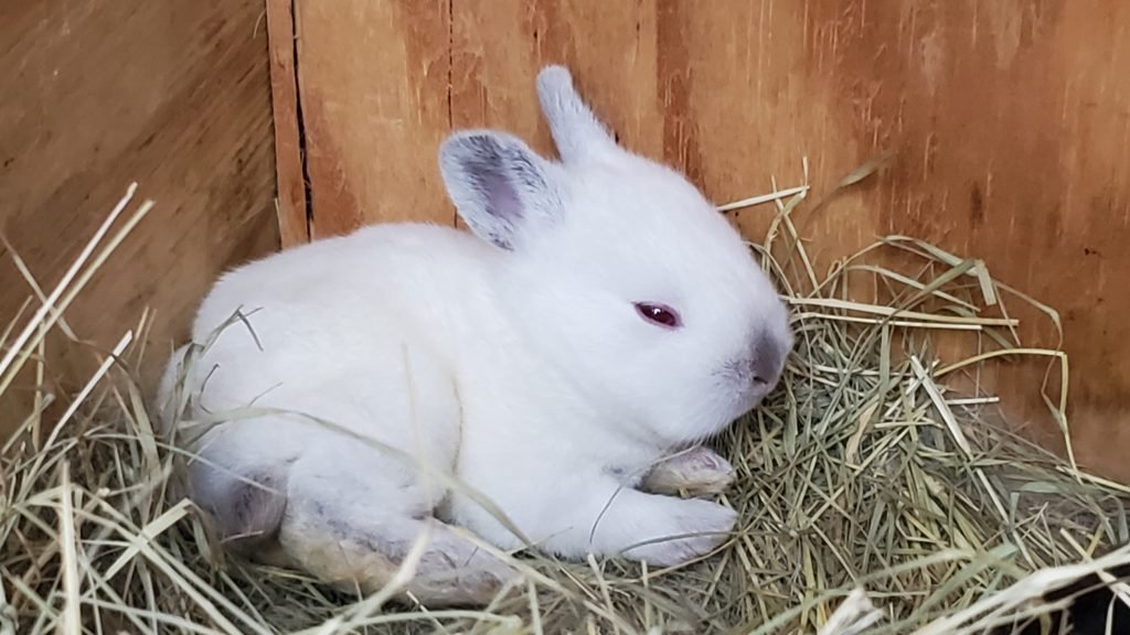 Take A Break With Cute Baby Bunnies MyQuirkyFriend